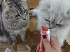 -李小姐の猫咖啡馆(五角场店)
