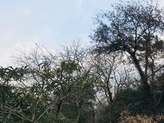 -雨花胜境