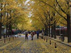-三里屯东五街银杏大道