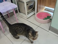-纳吉亚猫专科动物医院博雅分院
