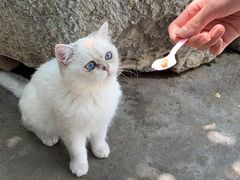 -喵屿·大理花园猫咖