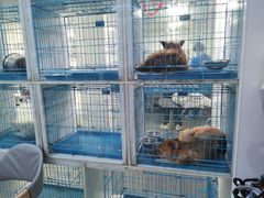 -萌兽医馆·宠物医院·猫骨科(创景店)