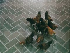 -晓雯人家
