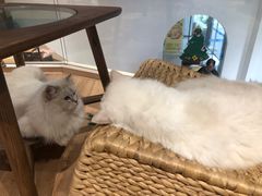 -瞄一喵猫咖(格力海岸店)