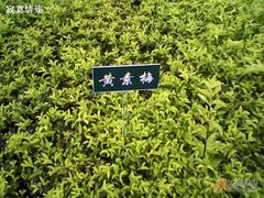 -大湾区中央湿地公园