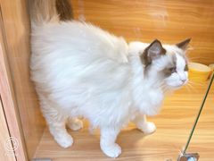 -猫十亿·布偶金渐层·曼基康矮脚猫舍(青年路店)