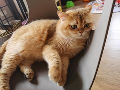 -东方名猫馆·英短金渐层布偶猫舍(环线广场1号楼店)