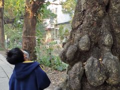 -小洲村