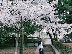 -武汉大学-樱园
