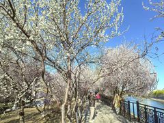 -桃花堤公园