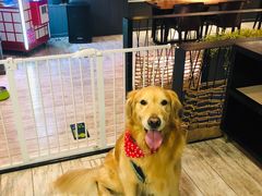 -百好乐宠物友好餐厅(朝外大街店)