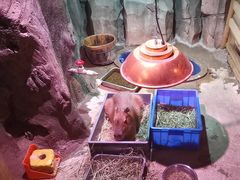 -正佳雨林生态植物园