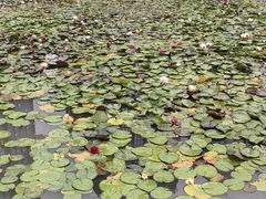 -花果园湿地公园
