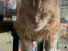 -more than meow吴止猫主题餐厅(承德 中船汇店)