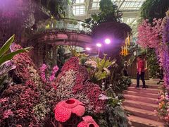 -正佳雨林生态植物园