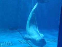 -多彩贵州城极地海洋世界