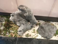 -马家斑.鲜鱼火锅(松湖万科店)
