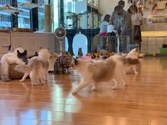 -momokira米努特·德文卷毛猫·棉花面纱犬