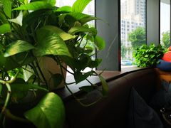 -Jamaicablue Coffeeshop(中央广场店)