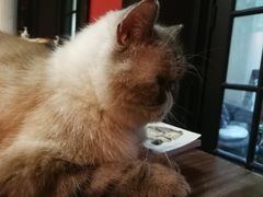 -猫色咖啡·猫咖