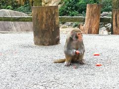 -姑婆山旅游区