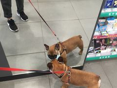 -志龙皇冠吃货椰子铺