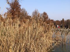 -宁波杭州湾国家湿地公园