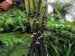 -奥兰多迪士尼动物王国乐园