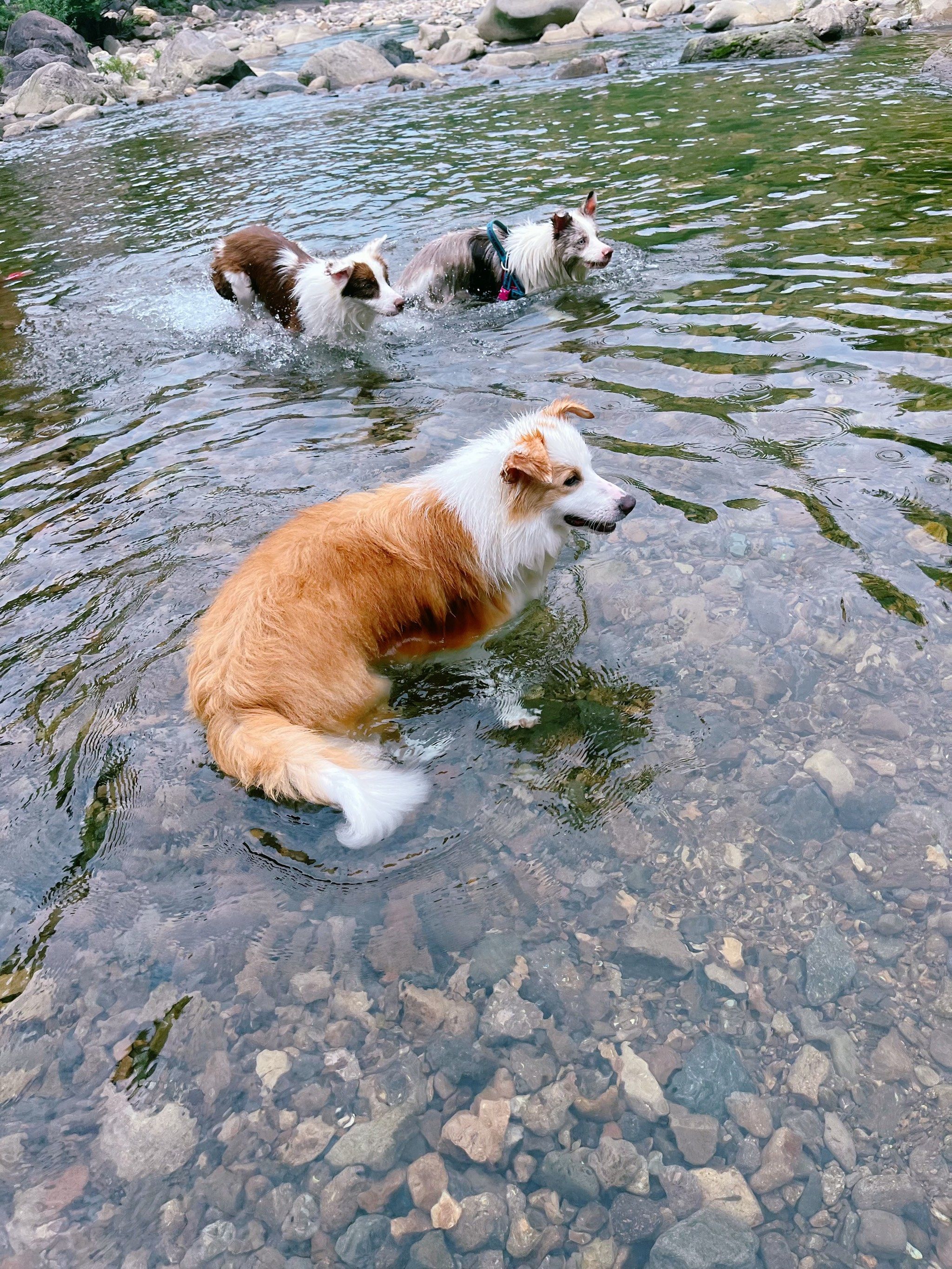 带狗狗去玩水在大草坪上奔跑