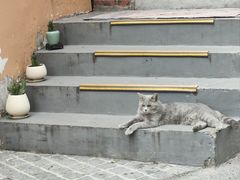 -猫岛主趣味餐厅(鼓浪屿店)