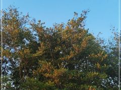 -上海滨江森林公园