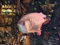 -华夏文旅西安度假区