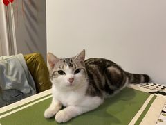 -Bastet sally猫舍购宠(静安店)
