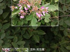 -北京凤凰岭