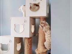-Cappucimeow猫咪咖啡馆(韦伯时代店)
