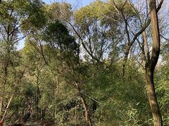 -上海佘山国家森林公园天马山园