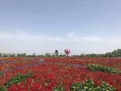 -荷兰花海