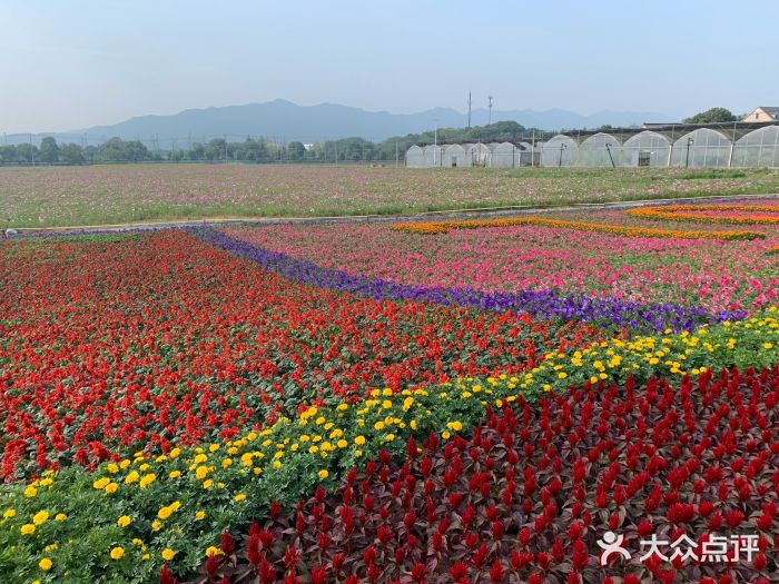 荻浦花海图片