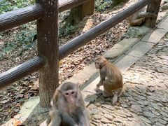 -苏州上方山国家森林公园