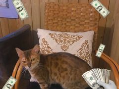 -猫色咖啡·猫咖