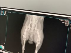 -宠颐生动物医院·猫科·心脏科(海口分院)