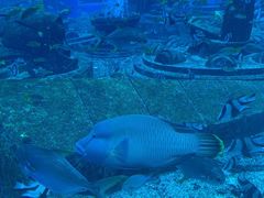 -瑞德姆美人鱼海底演艺主题餐厅(亚龙湾店)