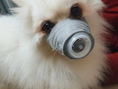 -谐和益家动物医院·免疫绝育·血液透析·宠保定点医院(高新伊藤分院)