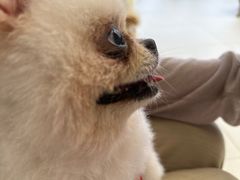 -怪兽屋·羊驼·猫咖·狗咖(俊华广场店)