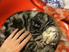 -猫咪博物馆(顶澳仔猫街店)