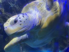 -太平洋海底世界