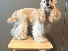 -天宠宠物医院24小时·急重症诊疗中心·全科·腔镜特色(和平分院)