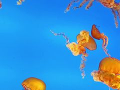 -合肥海洋世界