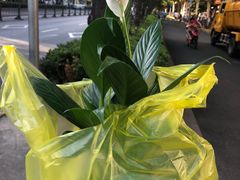 -曲阳花鸟市场(曲阳路店)