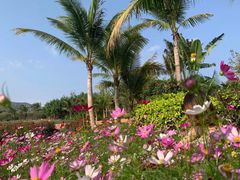 -亚龙湾国际玫瑰谷